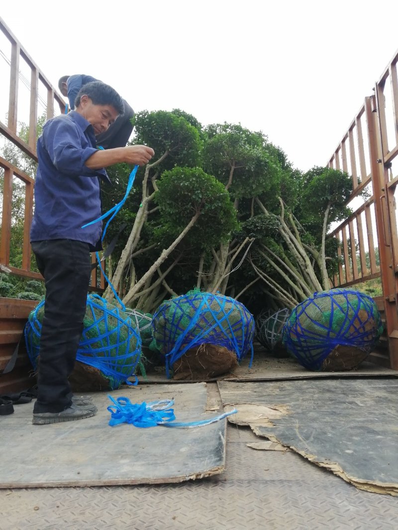 小叶女贞造型树大量有货，基地直供