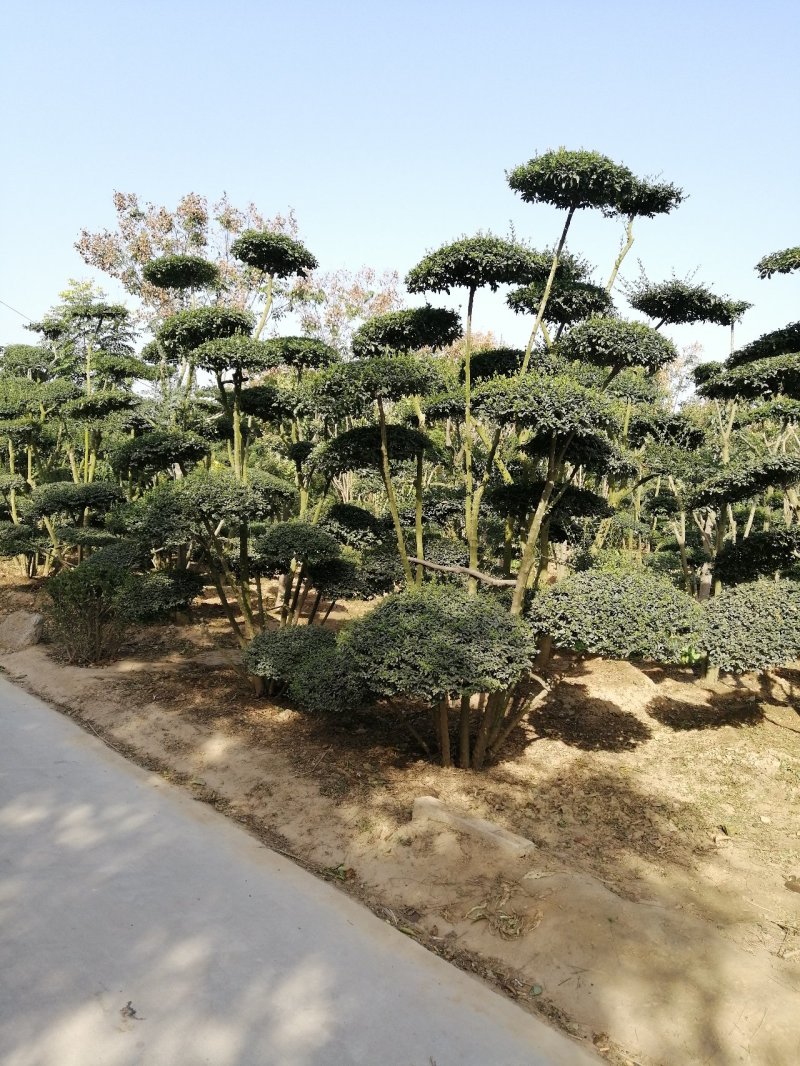 小叶女贞造型树大量有货，基地直供