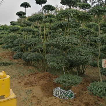 小叶女贞造型树大量有货，基地直供