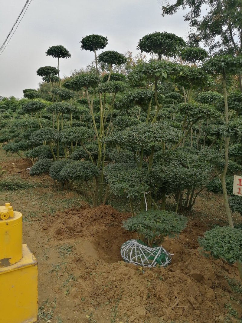 小叶女贞造型树大量有货，基地直供
