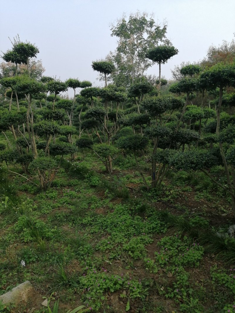 小叶女贞造型树大量有货，基地直供