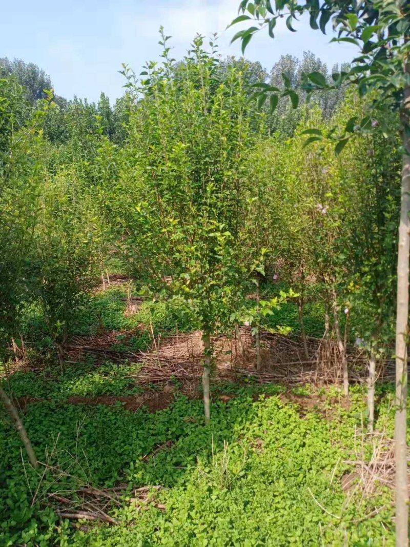 木槿规格齐全，货源充足。部分腾地处理