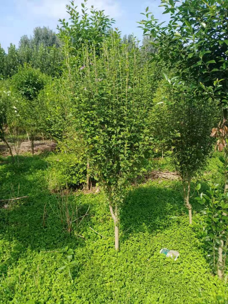 木槿规格齐全，货源充足。部分腾地处理