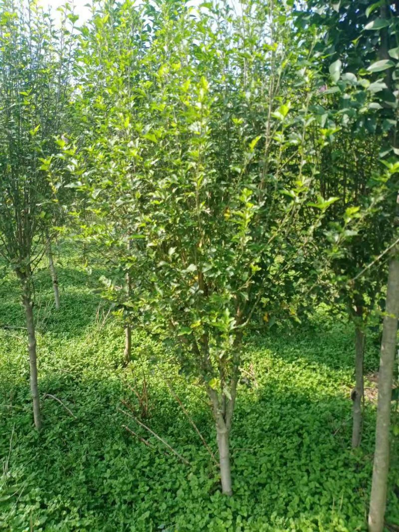 木槿规格齐全，货源充足。部分腾地处理