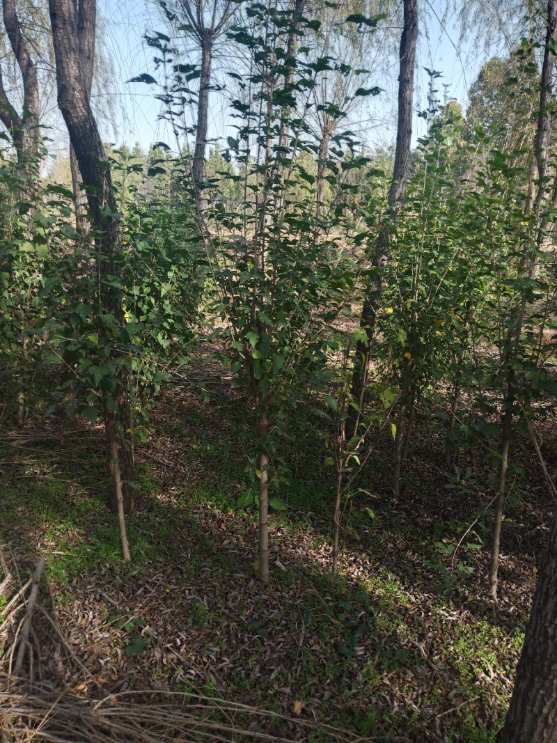 木槿规格齐全，货源充足。部分腾地处理