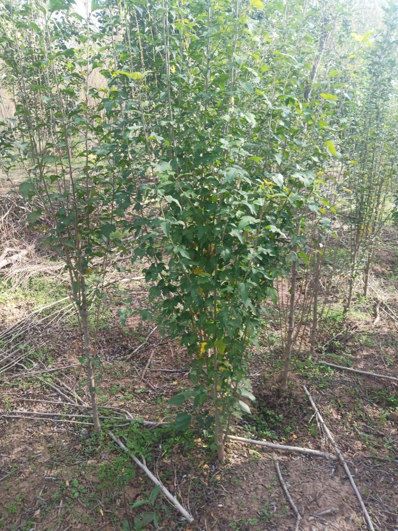 木槿规格齐全，货源充足。部分腾地处理