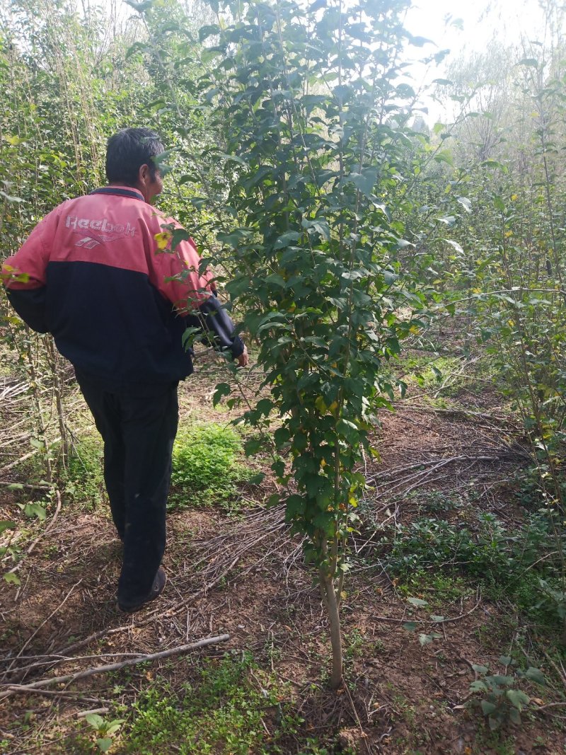 木槿规格齐全，货源充足。部分腾地处理
