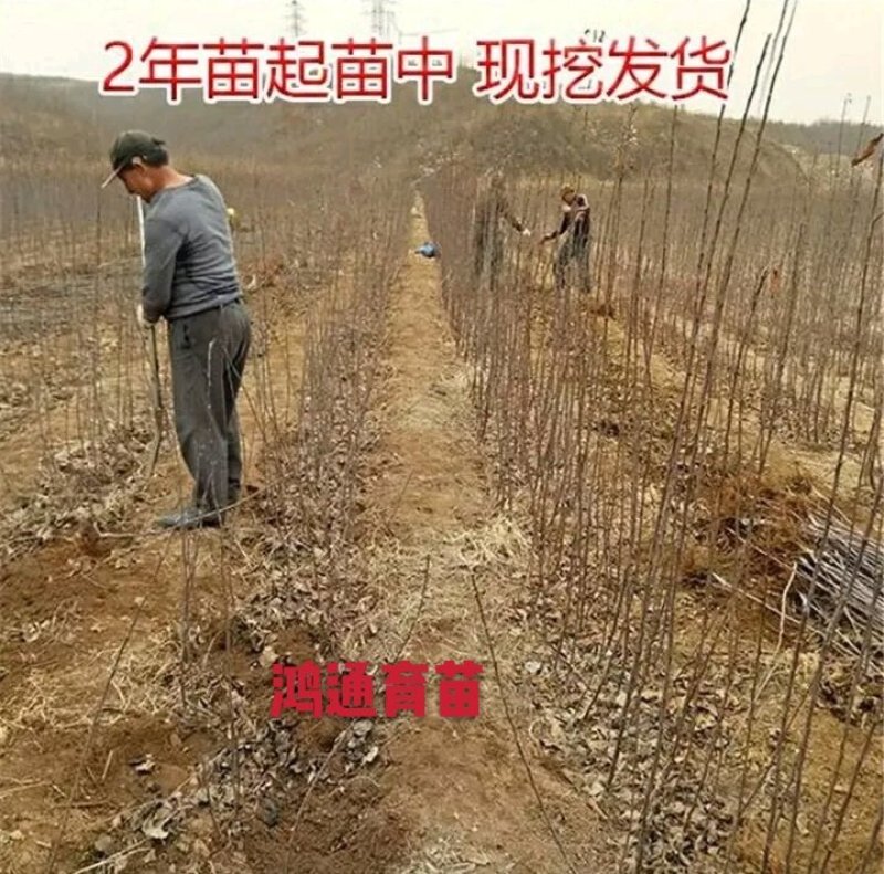 明月苹果苗：红斯尼克苹，华硕，维纳斯黄金，众诚三号，
