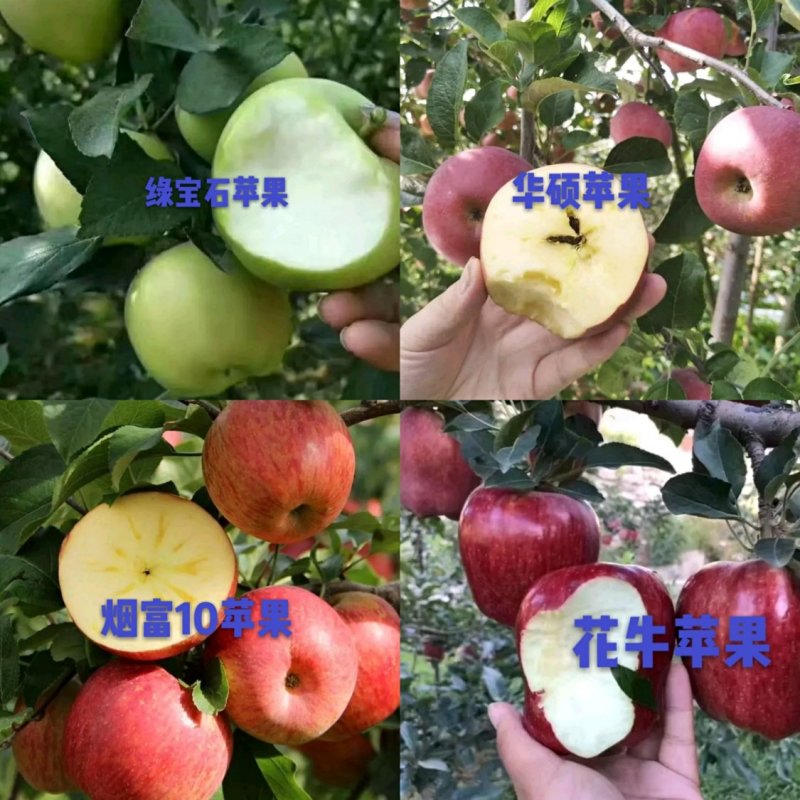 明月苹果苗：红斯尼克苹，华硕，维纳斯黄金，众诚三号，