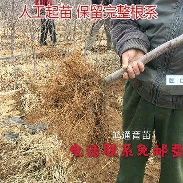 明月苹果苗：红斯尼克苹，华硕，维纳斯黄金，众诚三号，