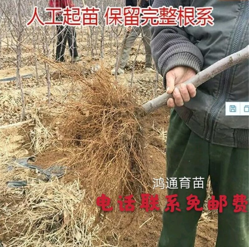 明月苹果苗：红斯尼克苹，华硕，维纳斯黄金，众诚三号，