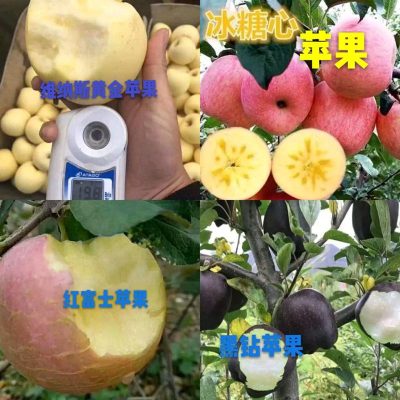 苹果苗新品种：水蜜桃，华硕，维纳斯黄金，众诚三号，瑞雪，