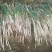 长白葱