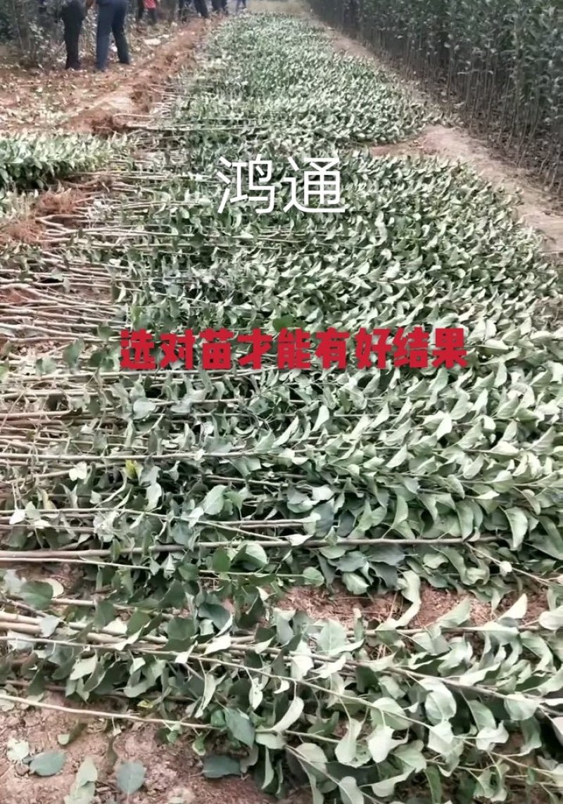 明月苹果苗：红斯尼克苹，华硕，维纳斯黄金，众诚三号，