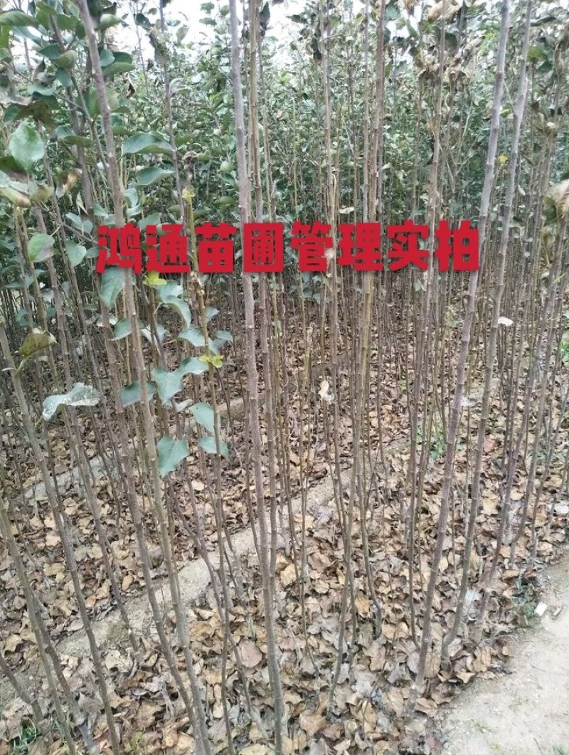 明月苹果苗：红斯尼克苹，华硕，维纳斯黄金，众诚三号，