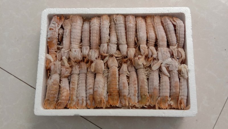 熟冻皮皮虾超肥超大皮皮虾带黄熟冻皮皮虾海鲜鲜活虾婆虾