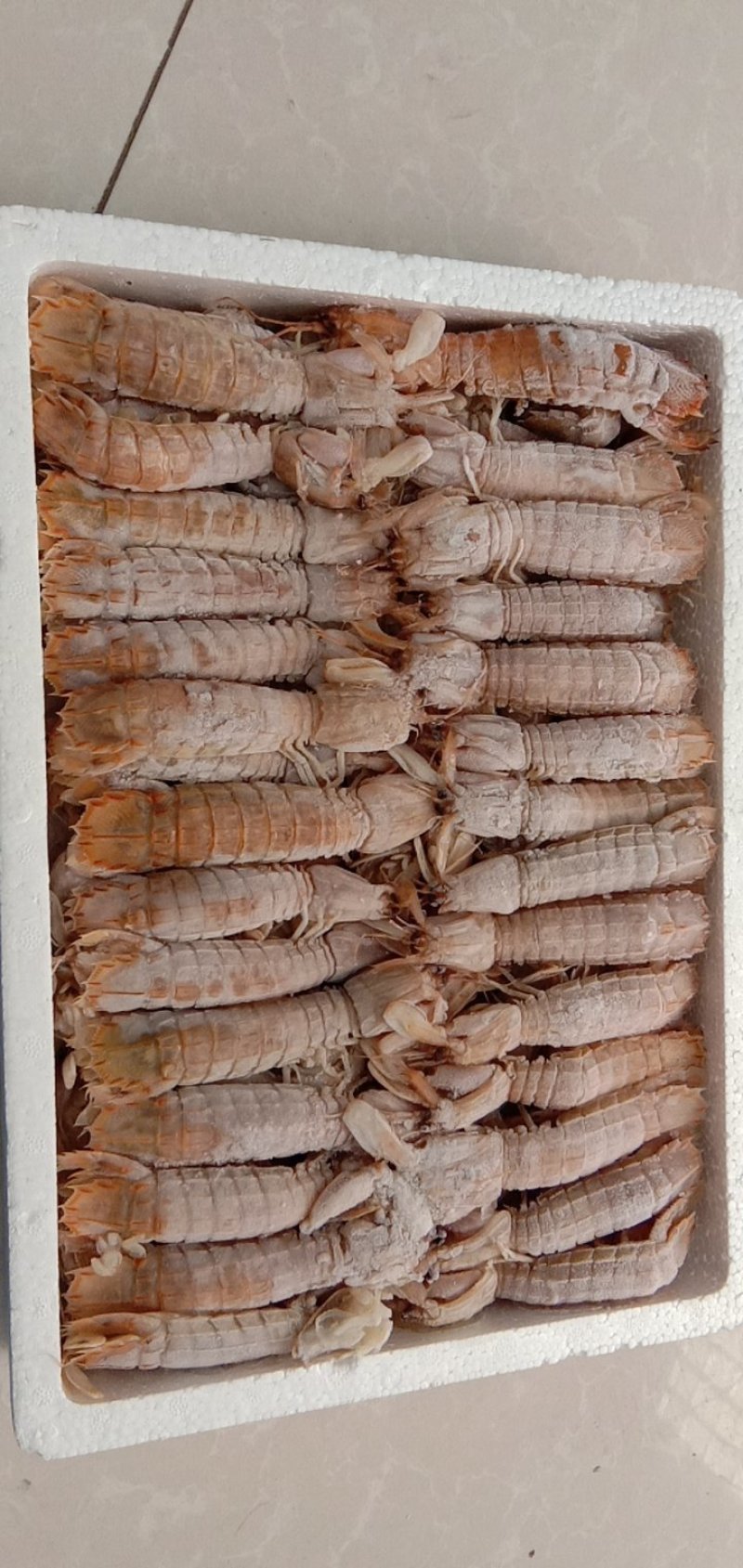 熟冻皮皮虾超肥超大皮皮虾带黄熟冻皮皮虾海鲜鲜活虾婆虾