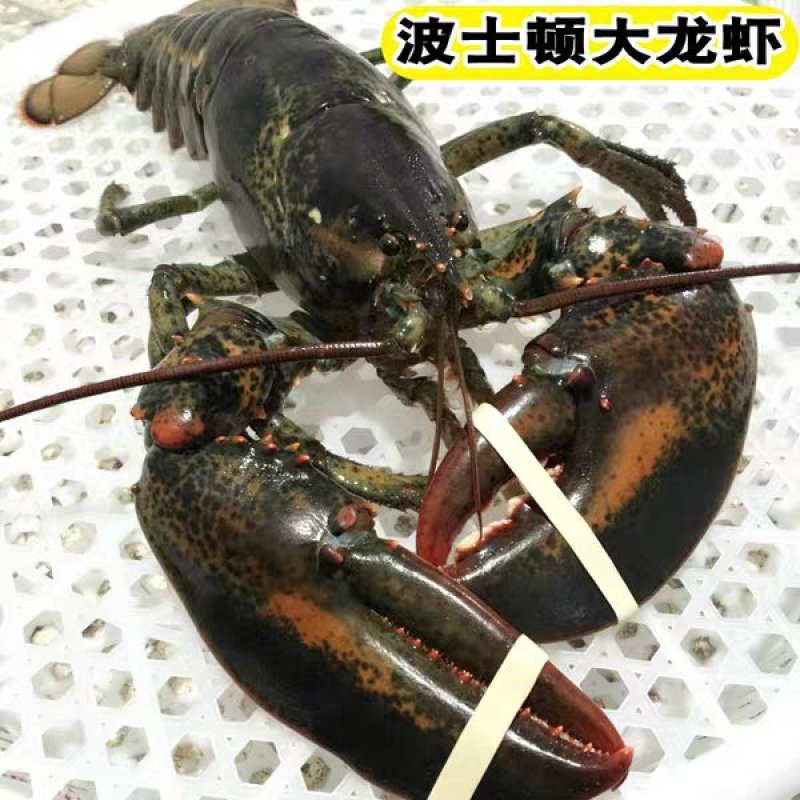 波士顿龙虾波龙大龙虾小龙虾澳龙波龙龙虾龙虾
