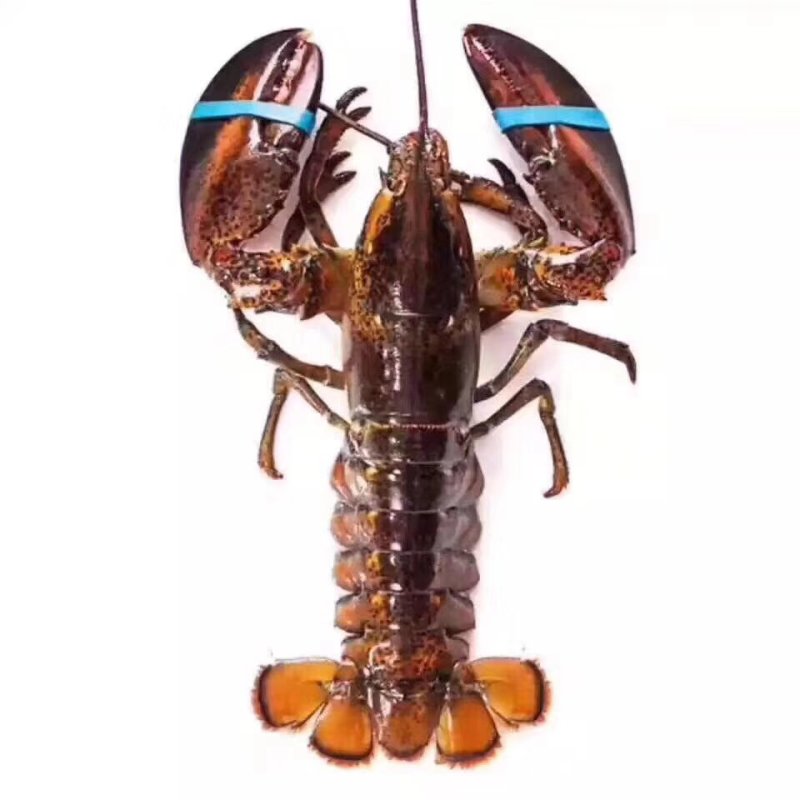 波士顿龙虾波龙大龙虾小龙虾澳龙波龙龙虾龙虾