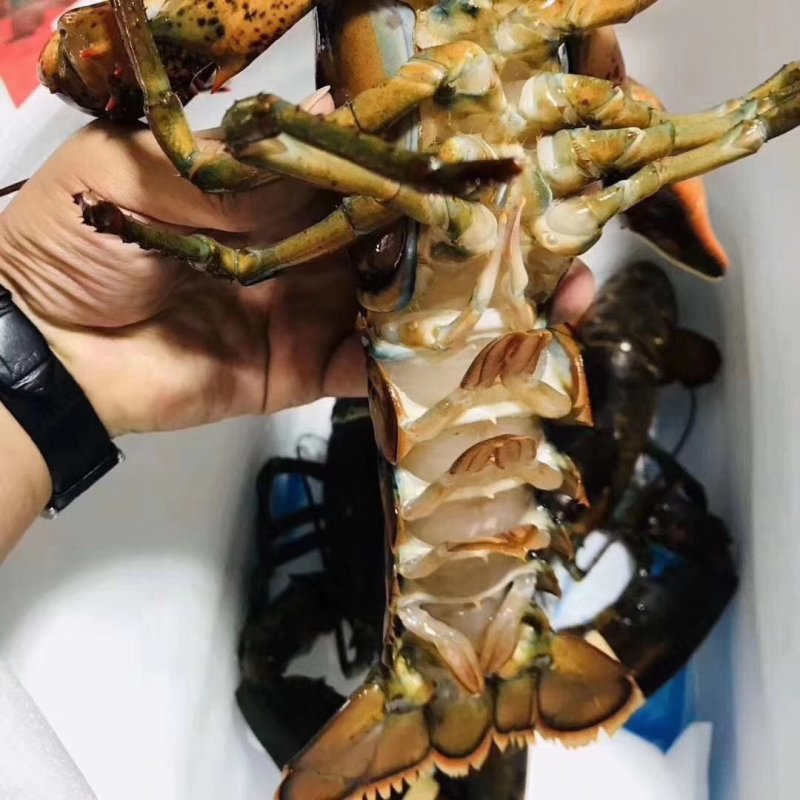 波士顿龙虾波龙大龙虾小龙虾澳龙波龙龙虾龙虾