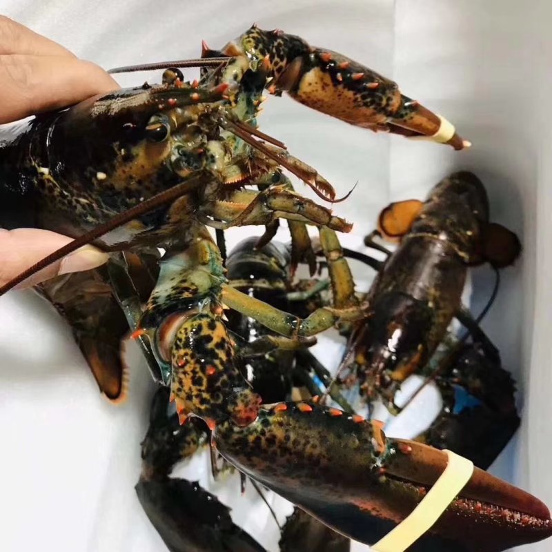 波士顿龙虾波龙大龙虾小龙虾澳龙波龙龙虾龙虾