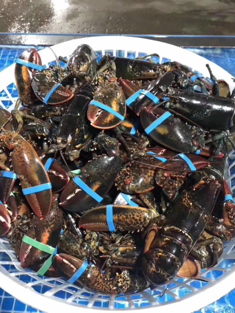波士顿龙虾波龙大龙虾小龙虾澳龙波龙龙虾龙虾