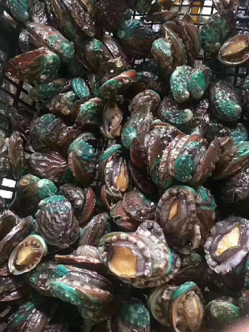 鲍鱼新鲜鲍鱼鲜活鲍鱼大鲍鱼新鲜海鲜鲜活活体水