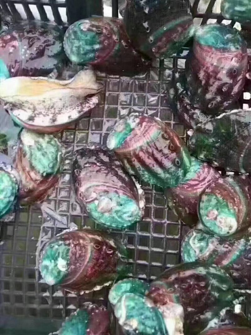 鲍鱼新鲜鲍鱼鲜活鲍鱼大鲍鱼新鲜海鲜鲜活活体水