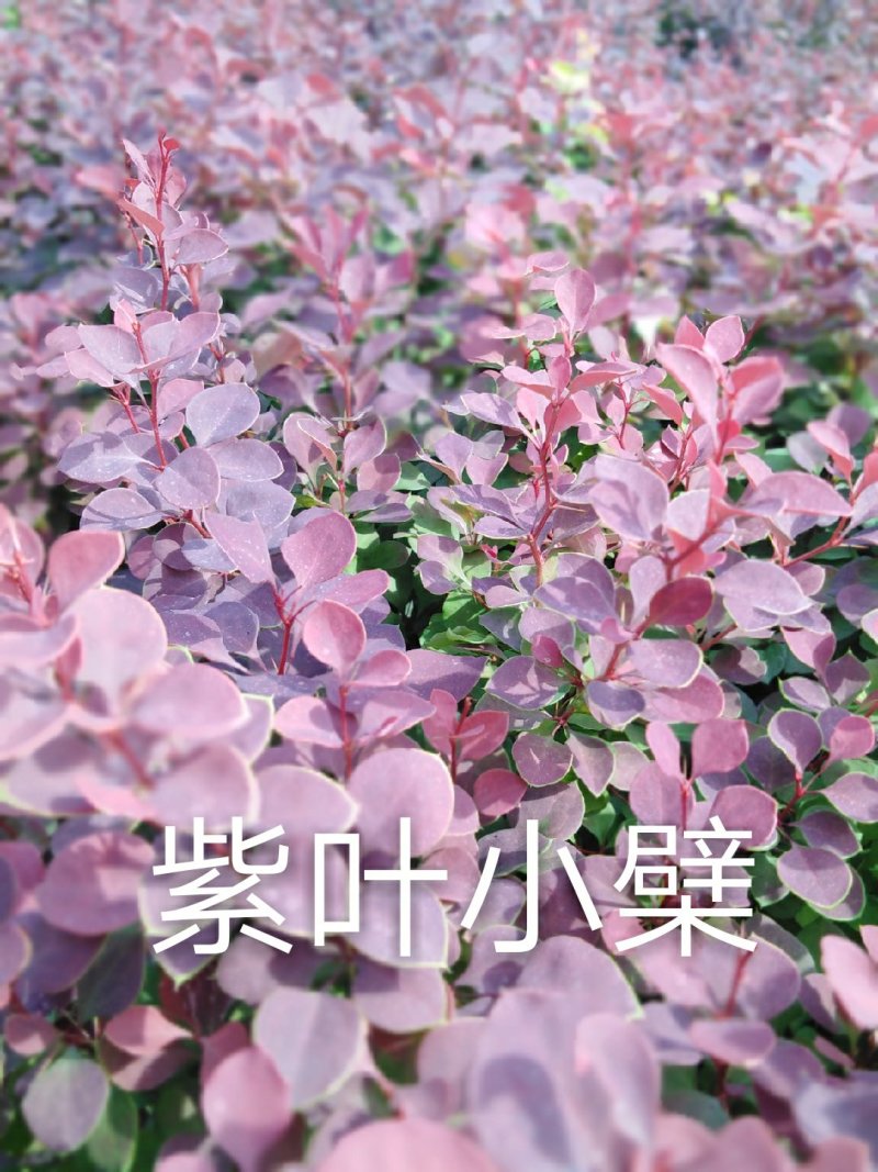 紫叶小檗苗红叶小檗床上小苗工程苗及怀苗