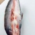 巴沙鱼