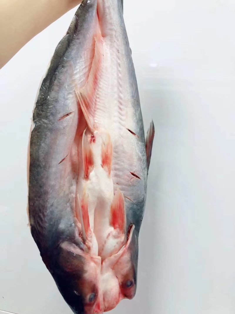 巴沙鱼