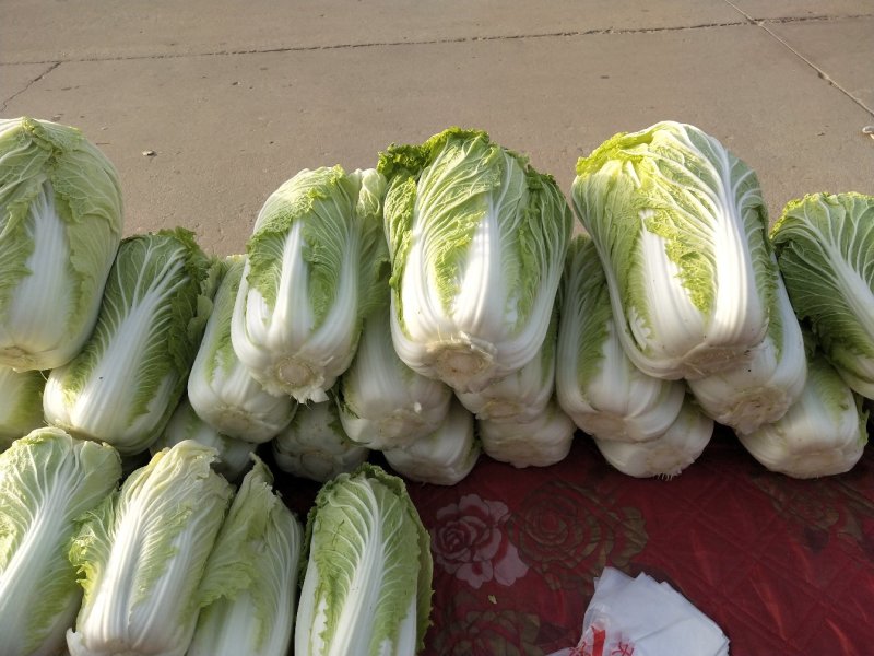 小义和秋白菜