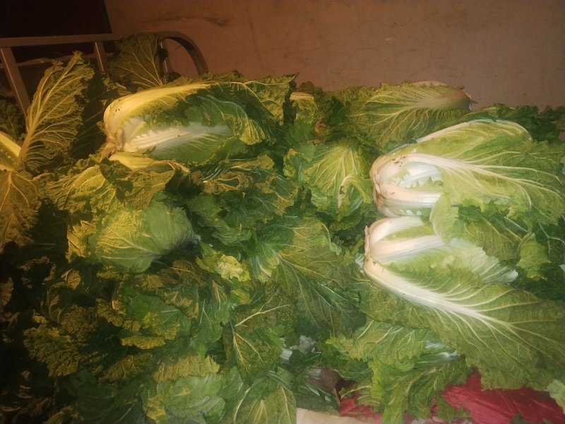 小义和秋白菜