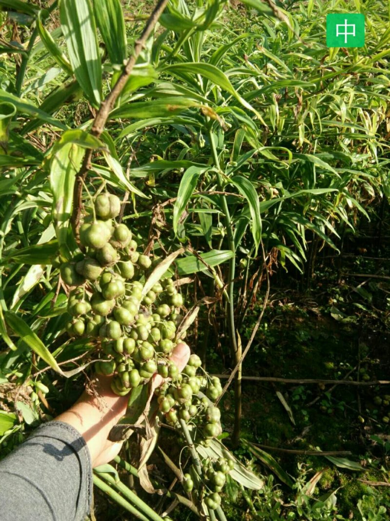 黄精种籽，四川不倒苗品种