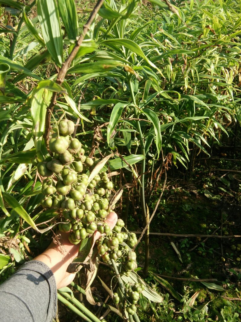 黄精种籽，四川不倒苗品种