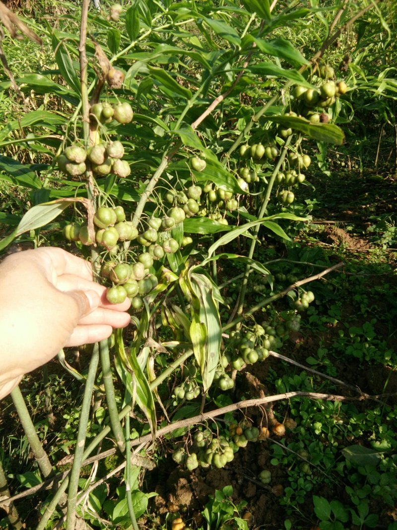 黄精种籽，四川不倒苗品种
