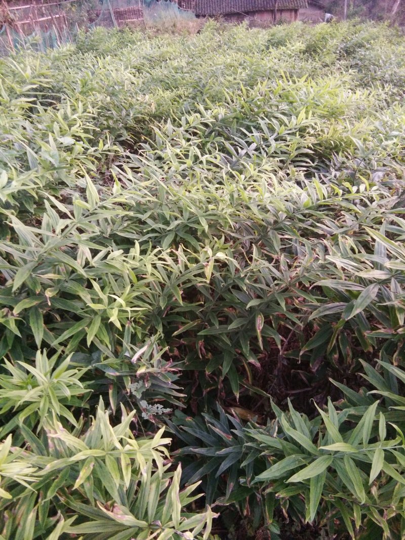 黄精种籽，四川不倒苗品种