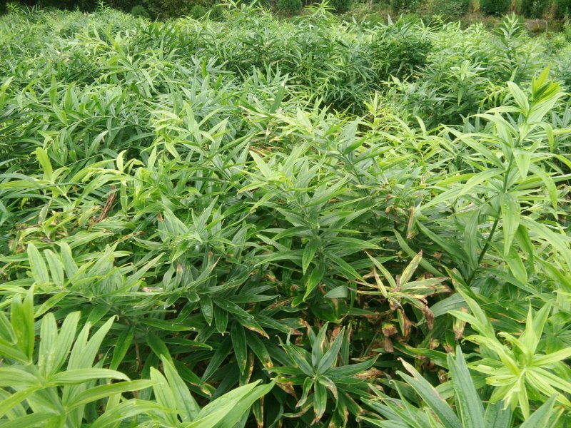黄精种籽，四川不倒苗品种