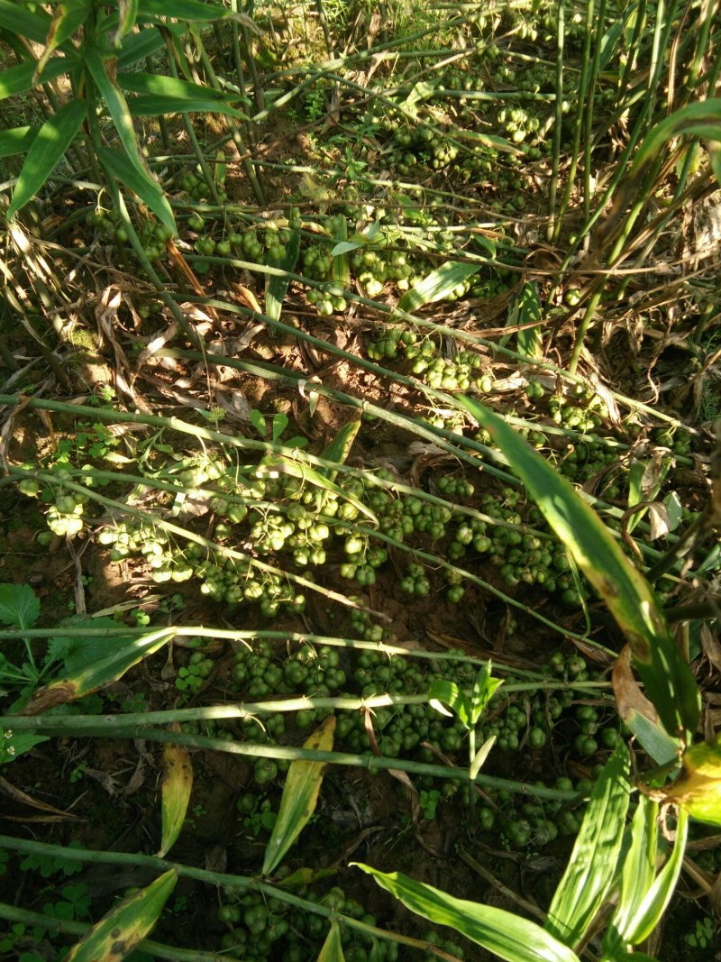 黄精种籽四川黄精姜形黄精