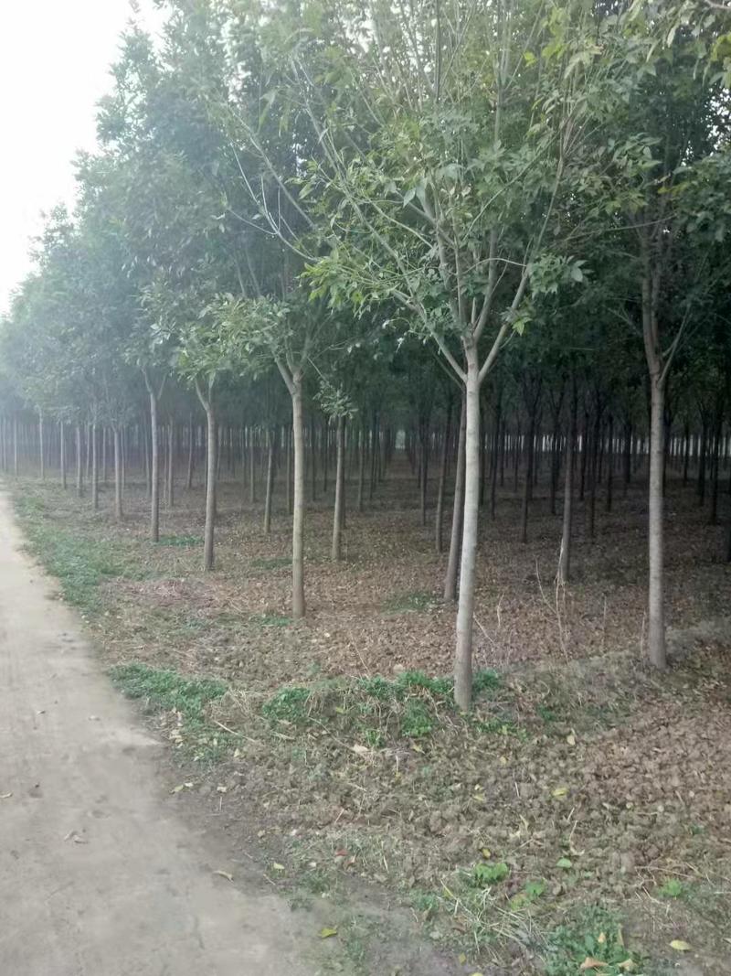 白蜡树，2至25公分，供应各种绿化树，承接绿化工程。