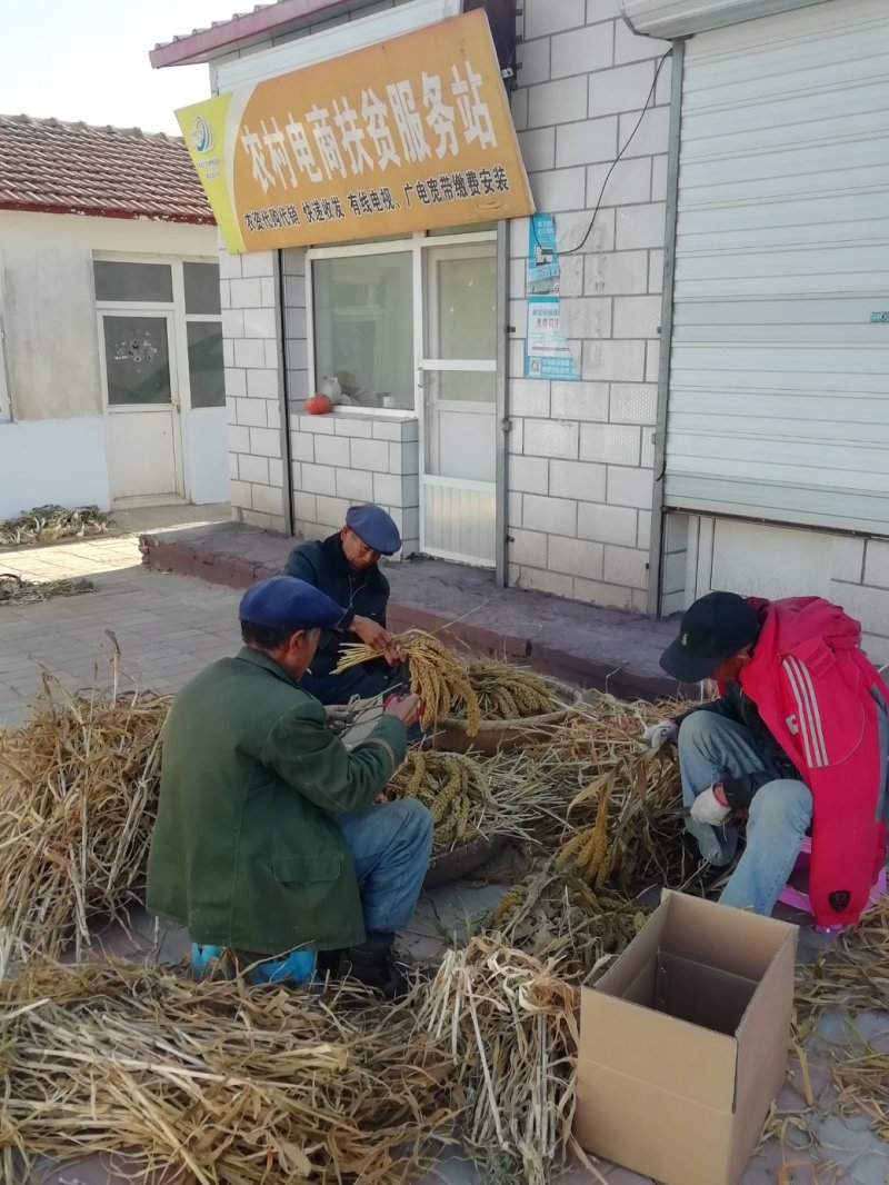 2020年旱地谷子有机农家肥，种植出的正果黄金米上市啦！