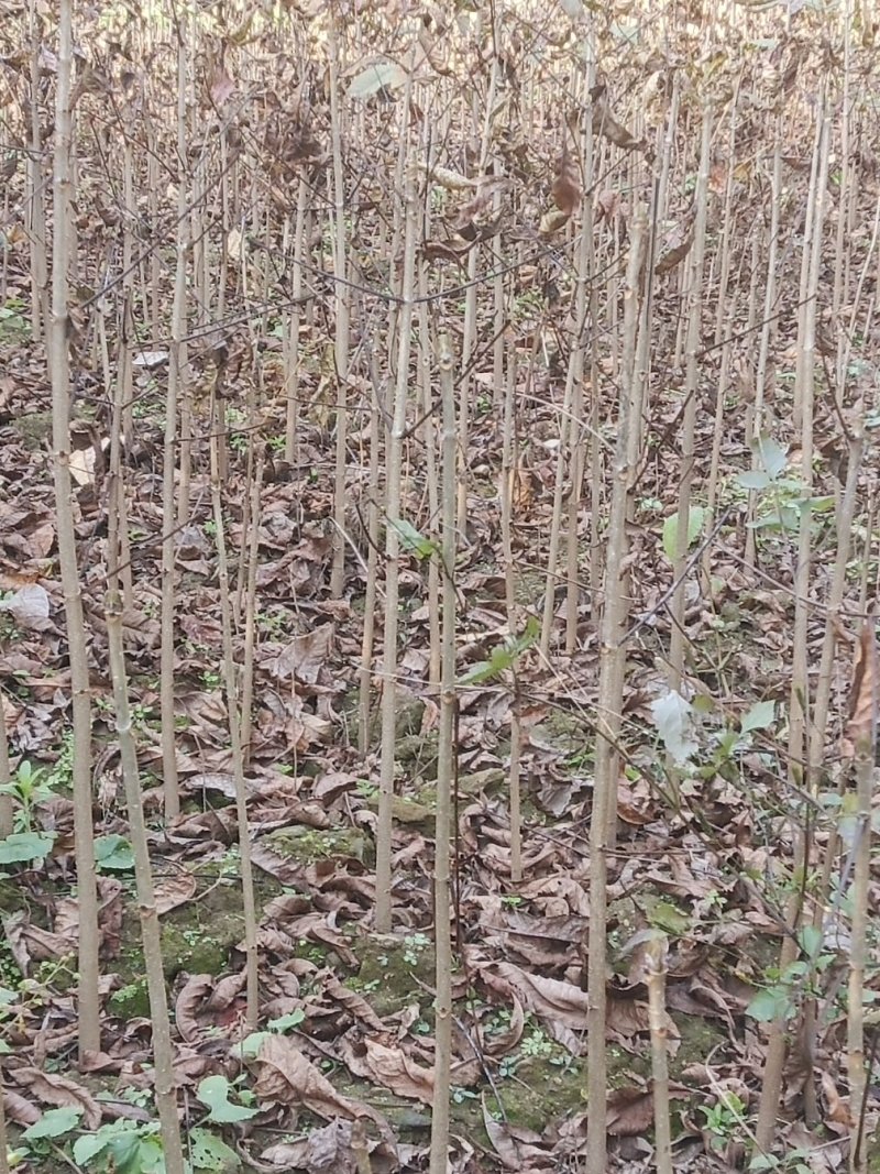 七叶树