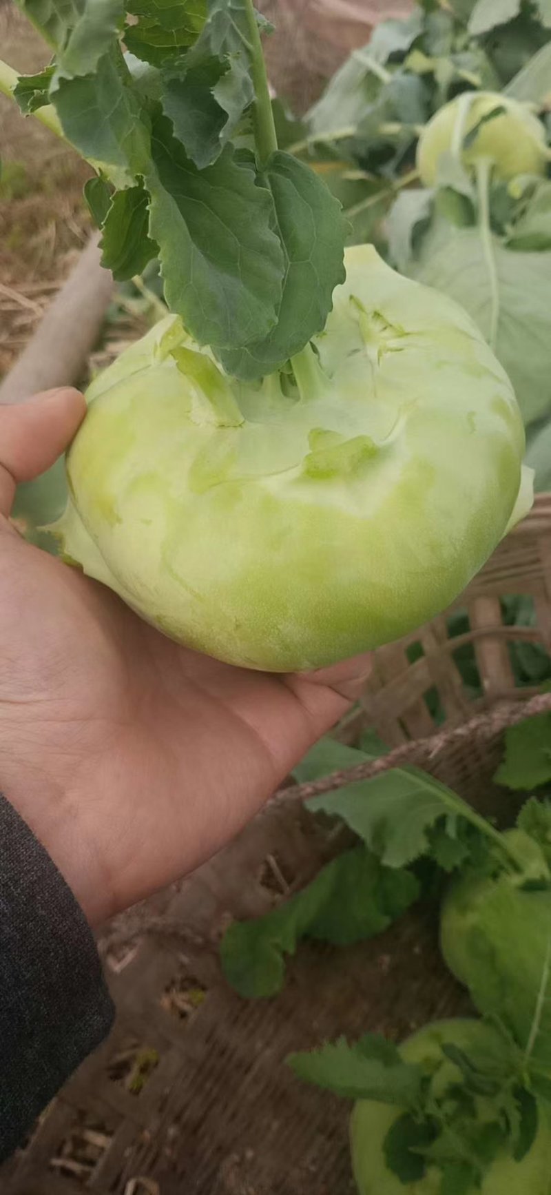 苤蓝