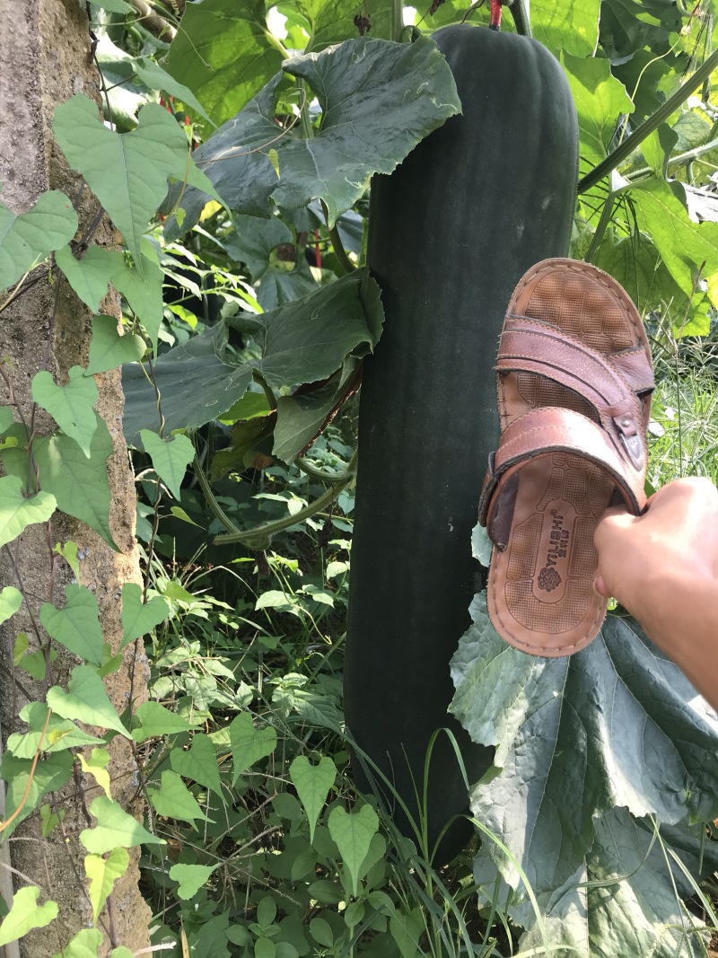 青皮吊地冬瓜