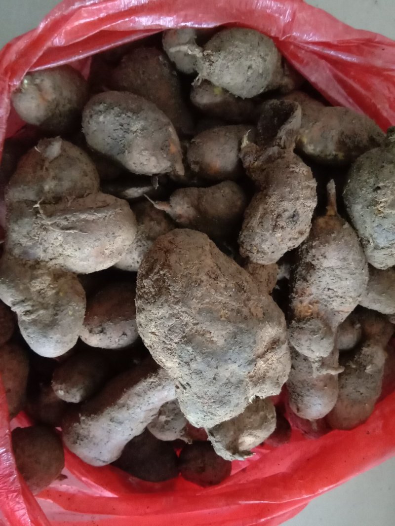 地苦胆，又叫金果榄，纯野生的，不是野生的可以退货！