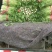 山东芹菜大量有货,大量接单,产地直供支持代发代办各大市场