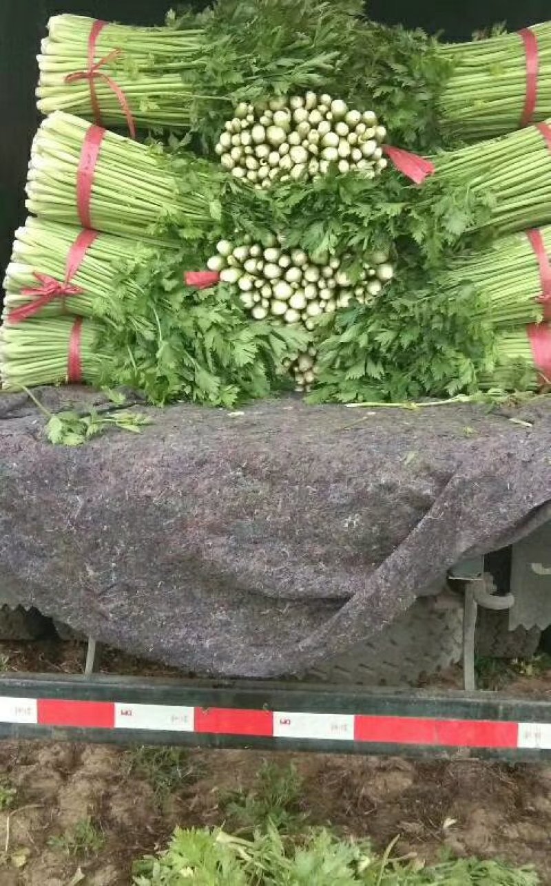 山东芹菜大量有货，大量接单，产地直供支持代发代办各大市场