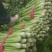 山东芹菜大量有货,大量接单,产地直供支持代发代办各大市场
