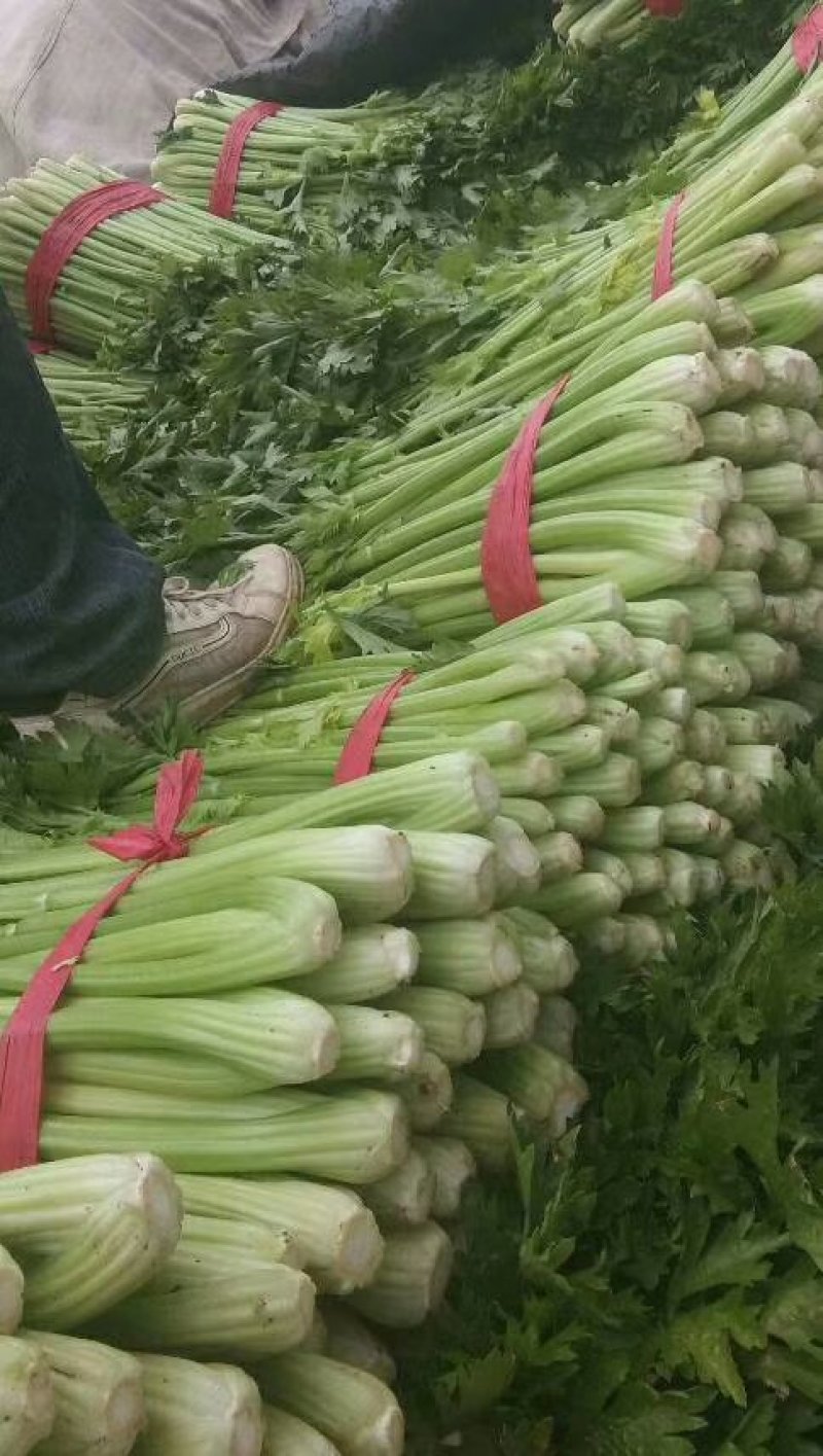 山东芹菜大量有货，大量接单，产地直供支持代发代办各大市场