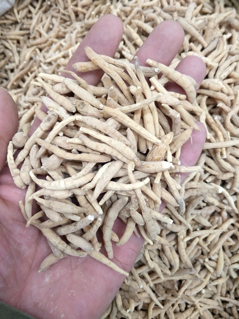 太子参贵州150粒选各种规格
